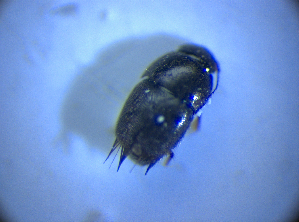  ( - BFB_Col_FK_4303)  @11 [ ] CreativeCommons - Attribution Non-Commercial Share-Alike (2012) SNSB, Zoologische Staatssammlung Muenchen SNSB, Zoologische Staatssammlung Muenchen