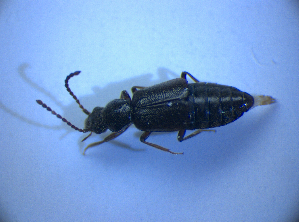  ( - BFB_Col_FK_4337)  @11 [ ] CreativeCommons - Attribution Non-Commercial Share-Alike (2012) SNSB, Zoologische Staatssammlung Muenchen SNSB, Zoologische Staatssammlung Muenchen