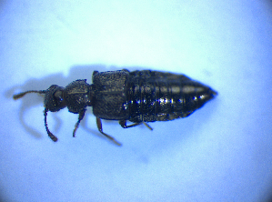  ( - BFB_Col_FK_4352)  @11 [ ] CreativeCommons - Attribution Non-Commercial Share-Alike (2012) SNSB, Zoologische Staatssammlung Muenchen SNSB, Zoologische Staatssammlung Muenchen