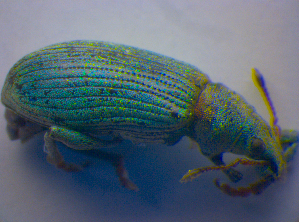  ( - BFB_Col_FK_4595)  @12 [ ] CreativeCommons - Attribution Non-Commercial Share-Alike (2012) SNSB, Zoologische Staatssammlung Muenchen SNSB, Zoologische Staatssammlung Muenchen
