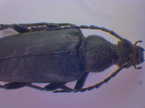  ( - BFB_Col_FK_4602)  @12 [ ] CreativeCommons - Attribution Non-Commercial Share-Alike (2012) SNSB, Zoologische Staatssammlung Muenchen SNSB, Zoologische Staatssammlung Muenchen