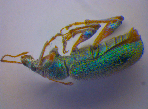  ( - BFB_Col_FK_4616)  @12 [ ] CreativeCommons - Attribution Non-Commercial Share-Alike (2012) SNSB, Zoologische Staatssammlung Muenchen SNSB, Zoologische Staatssammlung Muenchen