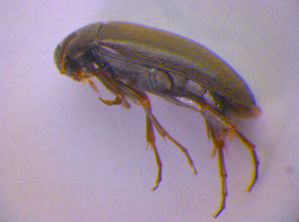  ( - BFB_Col_FK_4623)  @12 [ ] CreativeCommons - Attribution Non-Commercial Share-Alike (2012) SNSB, Zoologische Staatssammlung Muenchen SNSB, Zoologische Staatssammlung Muenchen