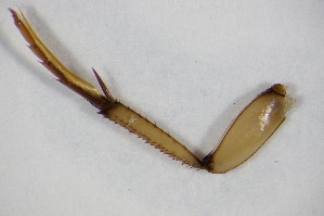  (Hydrochara flavipes - BCZSMAQU01011)  @12 [ ] CreativeCommons - Attribution Non-Commercial Share-Alike (2012) SNSB, Zoologische Staatssammlung Muenchen SNSB, Zoologische Staatssammlung Muenchen