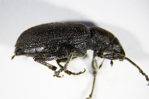  (Tanymecus palliatus - BFB_Col_FK_8956)  @13 [ ] CreativeCommons - Attribution Non-Commercial Share-Alike (2015) SNSB, Zoologische Staatssammlung Muenchen SNSB, Zoologische Staatssammlung Muenchen