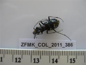  (Cicindela hybrida ssp transversalis - ZSM_COLA_2011_386)  @11 [ ] CreativeCommons - Attribution Non-Commercial Share-Alike (2012) Michael Raupach SNSB, Zoologische Staatssammlung Muenchen