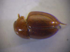  ( - BFB_Col_FK_6758)  @11 [ ] CreativeCommons - Attribution Non-Commercial Share-Alike (2015) SNSB, Zoologische Staatssammlung Muenchen SNSB, Zoologische Staatssammlung Muenchen