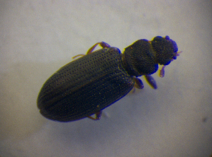  ( - BFB_Col_FK_6804)  @11 [ ] CreativeCommons - Attribution Non-Commercial Share-Alike (2015) SNSB, Zoologische Staatssammlung Muenchen SNSB, Zoologische Staatssammlung Muenchen