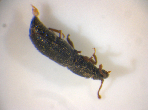  ( - BFB_Col_FK_7568)  @11 [ ] CreativeCommons - Attribution Non-Commercial Share-Alike (2015) SNSB, Zoologische Staatssammlung Muenchen SNSB, Zoologische Staatssammlung Muenchen