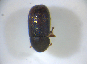  ( - BFB_Col_FK_7709)  @11 [ ] CreativeCommons - Attribution Non-Commercial Share-Alike (2015) SNSB, Zoologische Staatssammlung Muenchen SNSB, Zoologische Staatssammlung Muenchen