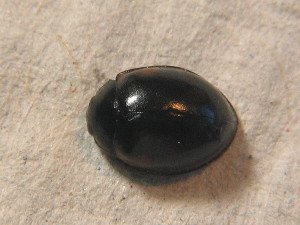  ( - BCZSM_COLA_01719)  @11 [ ] CreativeCommons - Attribution Non-Commercial Share-Alike (2015) SNSB, Zoologische Staatssammlung Muenchen SNSB, Zoologische Staatssammlung Muenchen