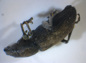  ( - BFB_Col_FK_8183)  @13 [ ] CreativeCommons - Attribution Non-Commercial Share-Alike (2015) SNSB, Zoologische Staatssammlung Muenchen SNSB, Zoologische Staatssammlung Muenchen