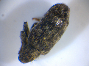  ( - BFB_Col_FK_8202)  @12 [ ] CreativeCommons - Attribution Non-Commercial Share-Alike (2015) SNSB, Zoologische Staatssammlung Muenchen SNSB, Zoologische Staatssammlung Muenchen