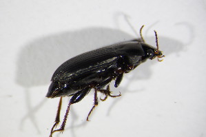  (Harpalus anxius - BFB_Col_FK_10685)  @13 [ ] CreativeCommons - Attribution Non-Commercial Share-Alike (2015) SNSB, Zoologische Staatssammlung Muenchen SNSB, Zoologische Staatssammlung Muenchen