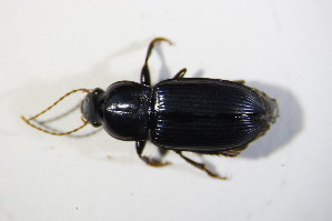  (Harpalus tenebrosus - BFB_Col_FK_11460)  @13 [ ] CreativeCommons - Attribution Non-Commercial Share-Alike (2015) SNSB, Zoologische Staatssammlung Muenchen SNSB, Zoologische Staatssammlung Muenchen