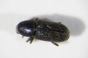  ( - BFB_Col_FK_11529)  @11 [ ] CreativeCommons - Attribution Non-Commercial Share-Alike (2015) SNSB, Zoologische Staatssammlung Muenchen SNSB, Zoologische Staatssammlung Muenchen