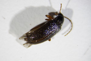  ( - BFB_Col_FK_11656)  @12 [ ] CreativeCommons - Attribution Non-Commercial Share-Alike (2015) SNSB, Zoologische Staatssammlung Muenchen SNSB, Zoologische Staatssammlung Muenchen