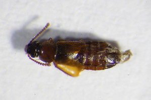  (Xylodromus testaceus - BFB_Col_FK_11057)  @13 [ ] CreativeCommons - Attribution Non-Commercial Share-Alike (2015) SNSB, Zoologische Staatssammlung Muenchen SNSB, Zoologische Staatssammlung Muenchen