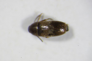  (Anaspis mulsanti - BFB_Col_FK_10453)  @13 [ ] CreativeCommons - Attribution Non-Commercial Share-Alike (2015) SNSB, Zoologische Staatssammlung Muenchen SNSB, Zoologische Staatssammlung Muenchen