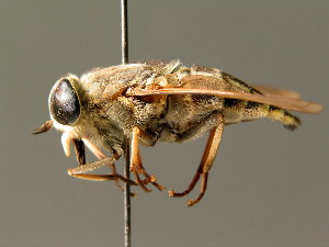  (Tabanus autumnalis - BC ZSM DIP 00029)  @14 [ ] CreativeCommons - Attribution Non-Commercial Share-Alike (2010) Stefan Schmidt SNSB, Zoologische Staatssammlung Muenchen