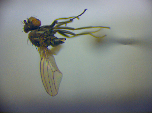  ( - BC ZSM DIP 01885)  @11 [ ] CreativeCommons - Attribution Non-Commercial Share-Alike (2010) SNSB, Zoologische Staatssammlung Muenchen SNSB, Zoologische Staatssammlung Muenchen