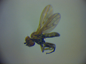  (Scatophila despecta - BC ZSM DIP 01950)  @12 [ ] CreativeCommons - Attribution Non-Commercial Share-Alike (2010) SNSB, Zoologische Staatssammlung Muenchen SNSB, Zoologische Staatssammlung Muenchen