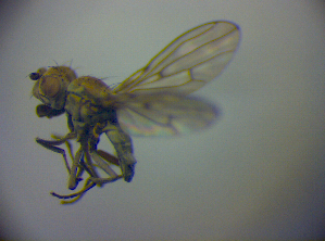  (Scatophila mesogramma - BC ZSM DIP 01954)  @12 [ ] CreativeCommons - Attribution Non-Commercial Share-Alike (2010) SNSB, Zoologische Staatssammlung Muenchen SNSB, Zoologische Staatssammlung Muenchen