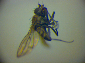  (Scatophila signata - BC ZSM DIP 01963)  @11 [ ] CreativeCommons - Attribution Non-Commercial Share-Alike (2010) SNSB, Zoologische Staatssammlung Muenchen SNSB, Zoologische Staatssammlung Muenchen