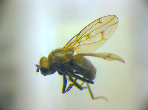  (Parydra quadripunctata - BC ZSM DIP 02141)  @12 [ ] CreativeCommons - Attribution Non-Commercial Share-Alike (2010) SNSB, Zoologische Staatssammlung Muenchen SNSB, Zoologische Staatssammlung Muenchen