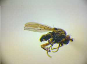  (Hyadina rufipes - BC ZSM DIP 02155)  @12 [ ] CreativeCommons - Attribution Non-Commercial Share-Alike (2010) SNSB, Zoologische Staatssammlung Muenchen SNSB, Zoologische Staatssammlung Muenchen