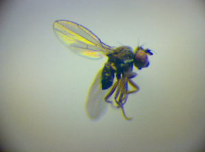  ( - BC ZSM DIP 02169)  @12 [ ] CreativeCommons - Attribution Non-Commercial Share-Alike (2010) SNSB, Zoologische Staatssammlung Muenchen SNSB, Zoologische Staatssammlung Muenchen