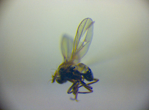  ( - BC ZSM DIP 02170)  @12 [ ] CreativeCommons - Attribution Non-Commercial Share-Alike (2010) SNSB, Zoologische Staatssammlung Muenchen SNSB, Zoologische Staatssammlung Muenchen