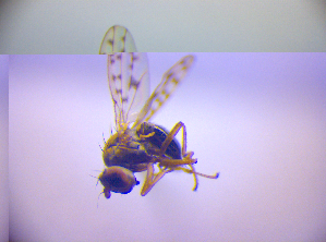  ( - BC ZSM DIP 02176)  @12 [ ] CreativeCommons - Attribution Non-Commercial Share-Alike (2010) SNSB, Zoologische Staatssammlung Muenchen SNSB, Zoologische Staatssammlung Muenchen