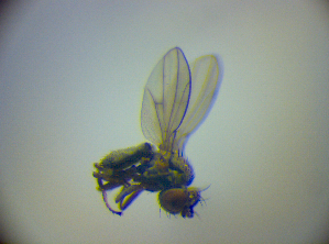  (Atissa limosina - BC ZSM DIP 02211)  @12 [ ] CreativeCommons - Attribution Non-Commercial Share-Alike (2010) SNSB, Zoologische Staatssammlung Muenchen SNSB, Zoologische Staatssammlung Muenchen