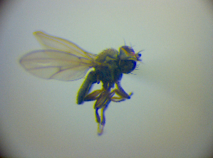  ( - BC ZSM DIP 02212)  @12 [ ] CreativeCommons - Attribution Non-Commercial Share-Alike (2010) SNSB, Zoologische Staatssammlung Muenchen SNSB, Zoologische Staatssammlung Muenchen