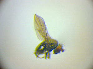  ( - BC ZSM DIP 02213)  @12 [ ] CreativeCommons - Attribution Non-Commercial Share-Alike (2010) SNSB, Zoologische Staatssammlung Muenchen SNSB, Zoologische Staatssammlung Muenchen