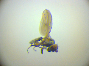  ( - BC ZSM DIP 02215)  @11 [ ] CreativeCommons - Attribution Non-Commercial Share-Alike (2010) SNSB, Zoologische Staatssammlung Muenchen SNSB, Zoologische Staatssammlung Muenchen