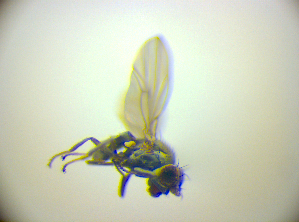  ( - BC ZSM DIP 02216)  @12 [ ] CreativeCommons - Attribution Non-Commercial Share-Alike (2010) SNSB, Zoologische Staatssammlung Muenchen SNSB, Zoologische Staatssammlung Muenchen