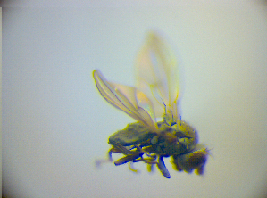  ( - BC ZSM DIP 02217)  @12 [ ] CreativeCommons - Attribution Non-Commercial Share-Alike (2010) SNSB, Zoologische Staatssammlung Muenchen SNSB, Zoologische Staatssammlung Muenchen
