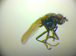  ( - BC ZSM DIP 02222)  @11 [ ] CreativeCommons - Attribution Non-Commercial Share-Alike (2010) SNSB, Zoologische Staatssammlung Muenchen SNSB, Zoologische Staatssammlung Muenchen
