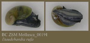  (Daudebardia rufa - BC ZSM Mollusca_ 00191)  @12 [ ] CreativeCommons - Attribution Non-Commercial Share-Alike (2010) SNSB, Zoologische Staatssammlung Muenchen SNSB, Zoologische Staatssammlung Muenchen