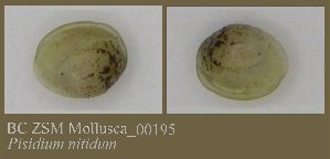  ( - BC ZSM Mollusca_ 00195)  @11 [ ] CreativeCommons - Attribution Non-Commercial Share-Alike (2010) SNSB, Zoologische Staatssammlung Muenchen SNSB, Zoologische Staatssammlung Muenchen