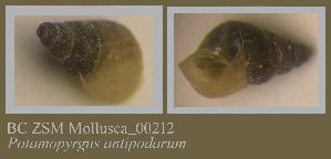  ( - BC ZSM Mollusca_ 00212)  @11 [ ] CreativeCommons - Attribution Non-Commercial Share-Alike (2010) SNSB, Zoologische Staatssammlung Muenchen SNSB, Zoologische Staatssammlung Muenchen