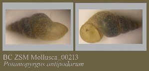  ( - BC ZSM Mollusca_ 00213)  @11 [ ] CreativeCommons - Attribution Non-Commercial Share-Alike (2010) SNSB, Zoologische Staatssammlung Muenchen SNSB, Zoologische Staatssammlung Muenchen