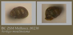  (Vertigo moulinsiana - BC ZSM Mollusca_ 00230)  @12 [ ] CreativeCommons - Attribution Non-Commercial Share-Alike (2010) SNSB, Zoologische Staatssammlung Muenchen SNSB, Zoologische Staatssammlung Muenchen