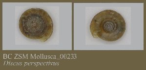  ( - BC ZSM Mollusca_ 00233)  @11 [ ] CreativeCommons - Attribution Non-Commercial Share-Alike (2010) SNSB, Zoologische Staatssammlung Muenchen SNSB, Zoologische Staatssammlung Muenchen