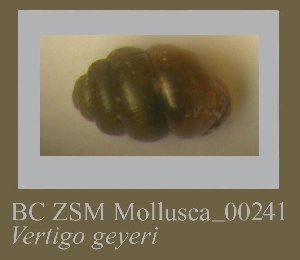  (Vertigo geyeri - BC ZSM Mollusca_ 00241)  @12 [ ] CreativeCommons - Attribution Non-Commercial Share-Alike (2010) SNSB, Zoologische Staatssammlung Muenchen SNSB, Zoologische Staatssammlung Muenchen