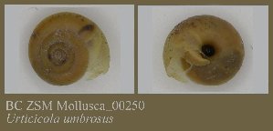  ( - BC ZSM Mollusca_ 00250)  @11 [ ] CreativeCommons - Attribution Non-Commercial Share-Alike (2010) SNSB, Zoologische Staatssammlung Muenchen SNSB, Zoologische Staatssammlung Muenchen