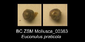  ( - BC ZSM Mollusca_ 00383)  @12 [ ] CreativeCommons - Attribution Non-Commercial Share-Alike (2012) SNSB, Zoologische Staatssammlung Muenchen SNSB, Zoologische Staatssammlung Muenchen