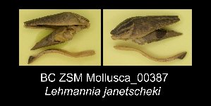  (Lehmannia janetscheki - BC ZSM Mollusca_ 00387)  @11 [ ] CreativeCommons - Attribution Non-Commercial Share-Alike (2012) SNSB, Zoologische Staatssammlung Muenchen SNSB, Zoologische Staatssammlung Muenchen
